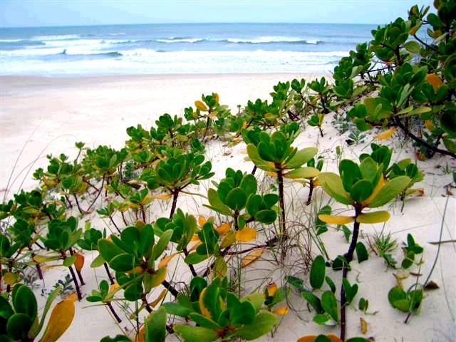  Praia de Balneário Camboriú terá vegetação de restinga após conclusão de alargamento da faixa de areia