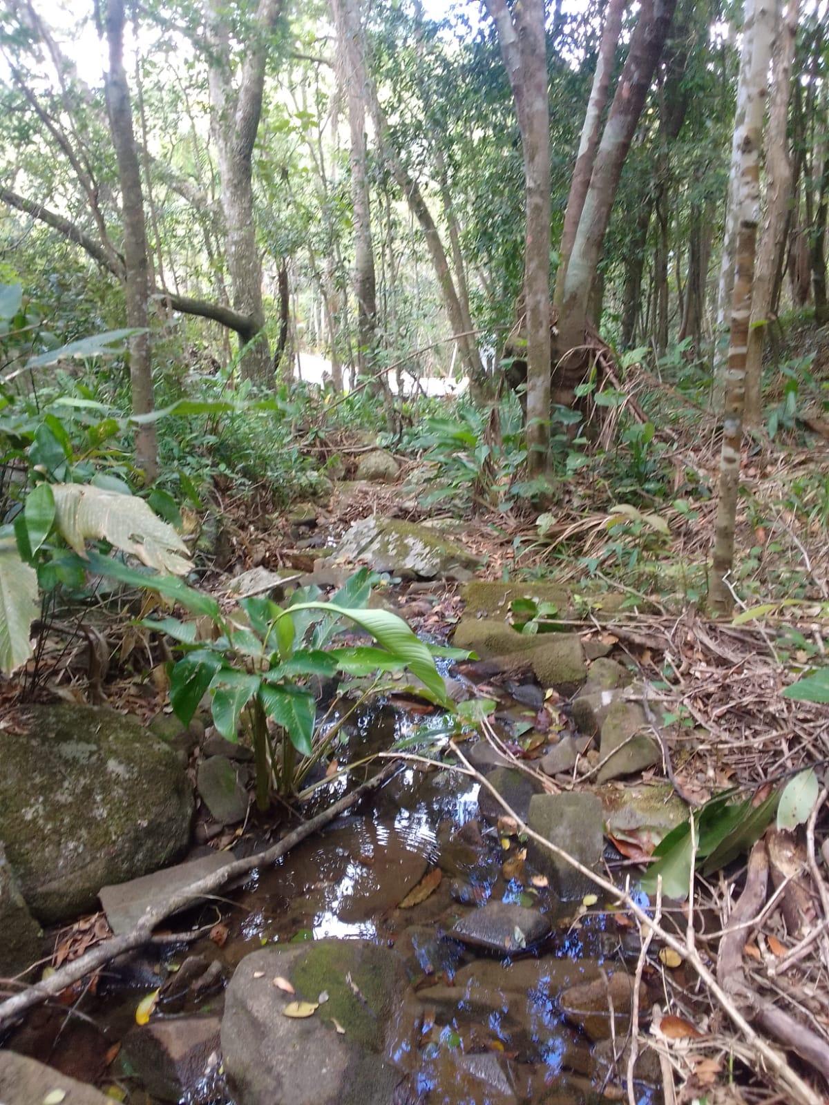 Terreno à Venda em Ratones - Florianópolis - Santa Catarina