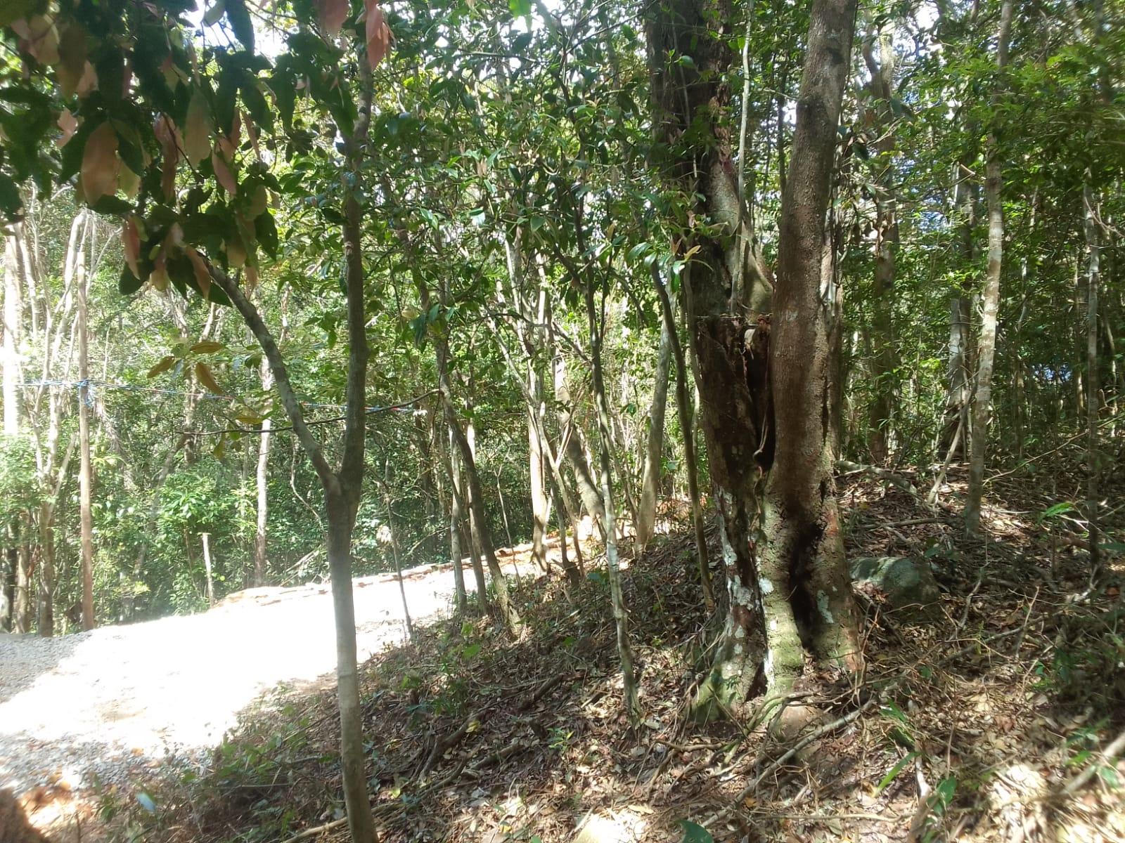 Terreno à Venda em Ratones - Florianópolis - Santa Catarina