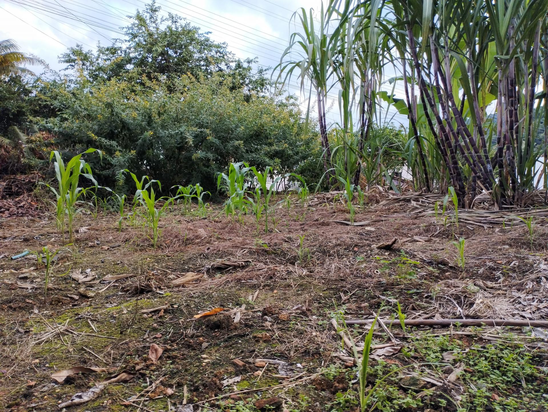 Terreno à Venda em Limeira Baixa - Brusque - Santa Catarina