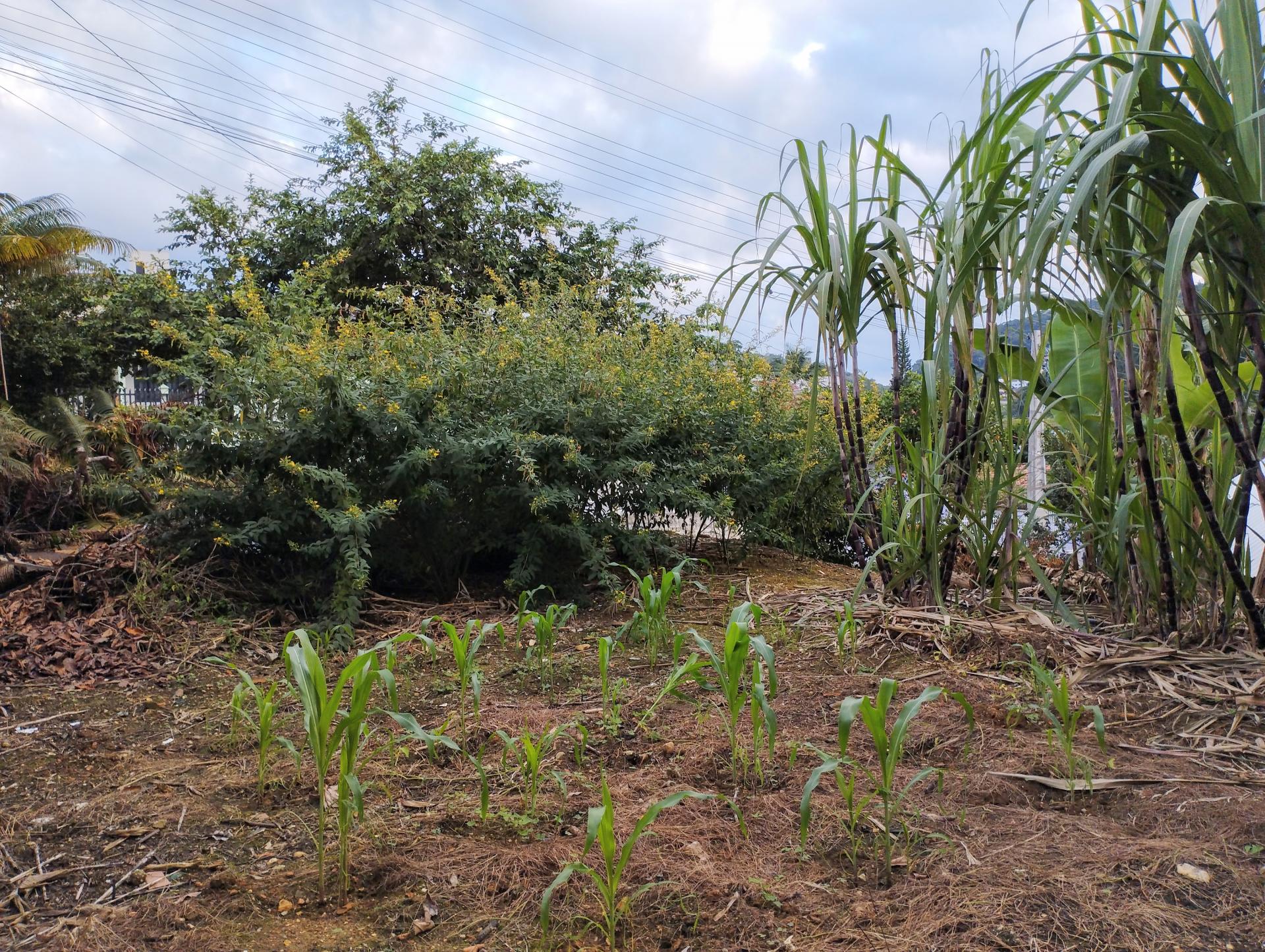 Terreno à Venda em Limeira Baixa - Brusque - Santa Catarina