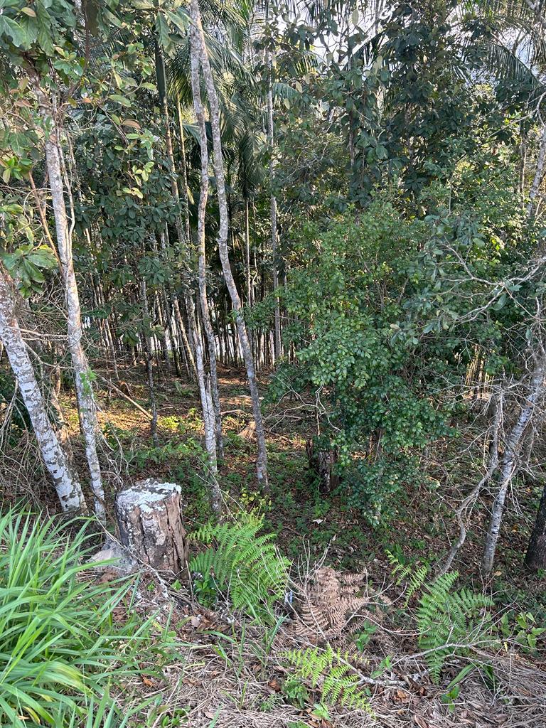 Terreno à Venda em Azambuja - Brusque - Santa Catarina - TERRENO A VENDA NO AZAMBUJA EM BRUSQUE