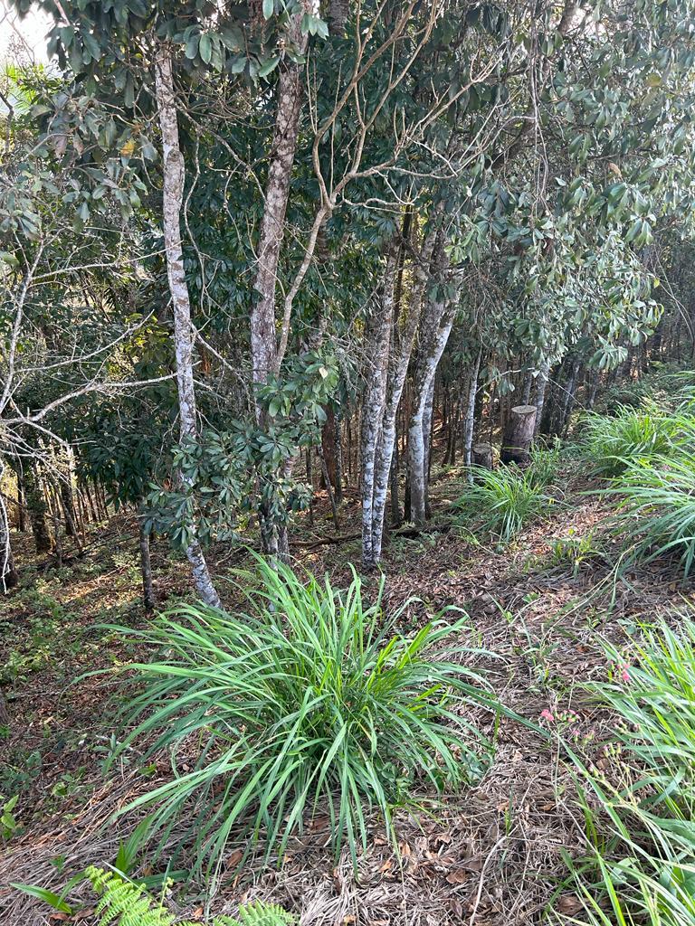 Terreno à Venda em Azambuja - Brusque - Santa Catarina - TERRENO A VENDA NO AZAMBUJA EM BRUSQUE